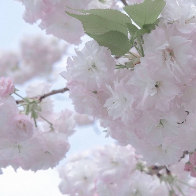 Furry绘画细节灵感FurryQQ群